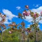 Čerešňa okrasná (Prunus serrulata) ´KIKU SHIDARE´ (sakura) - výška: 200-250 cm, obvod kmeňa: 10/12 cm, kont. C30L 